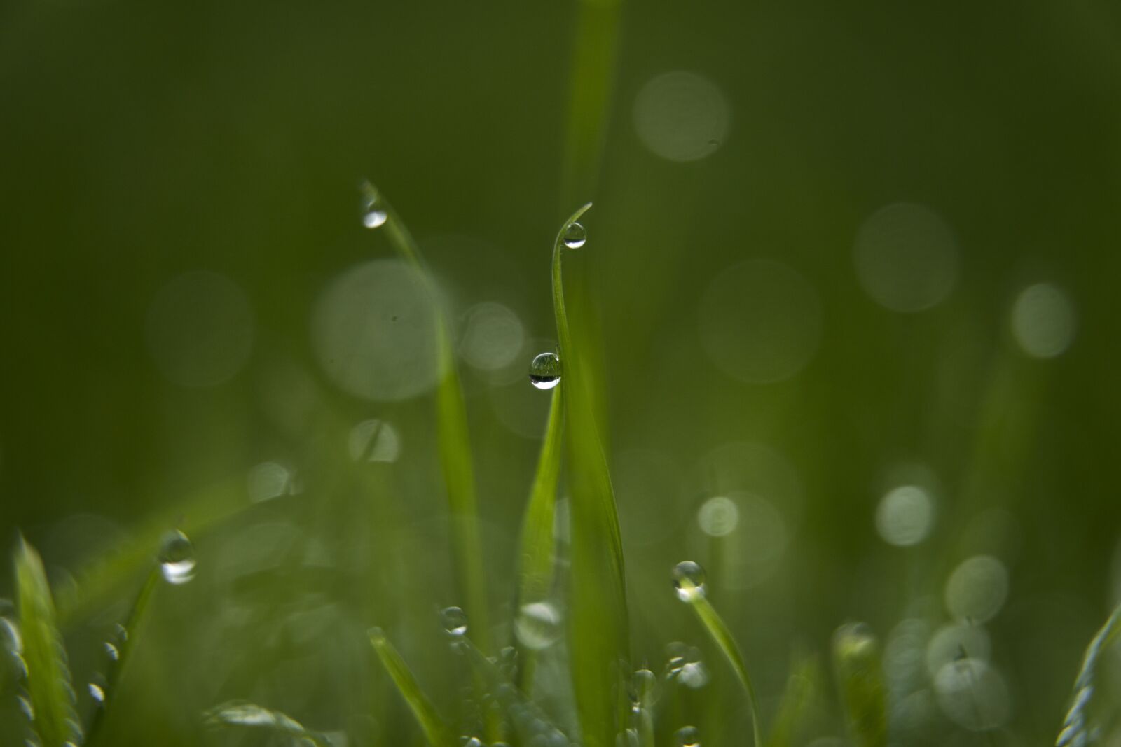 Sony a6000 + Sony E PZ 18-105mm F4 G OSS sample photo. Drip, wet, grass photography