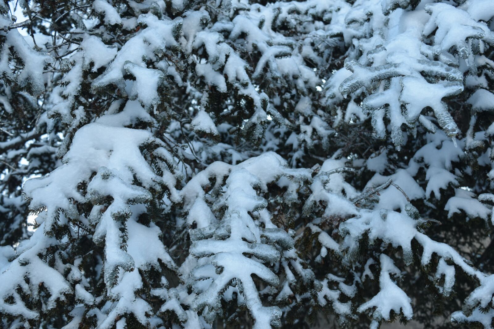 Nikon D5300 sample photo. Snow, ice, evergreen photography