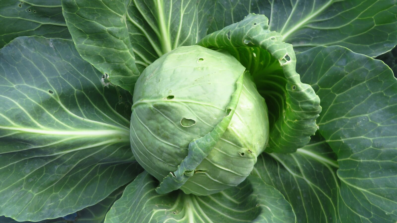 Canon PowerShot SX280 HS sample photo. Cabbage, a vegetable, green photography