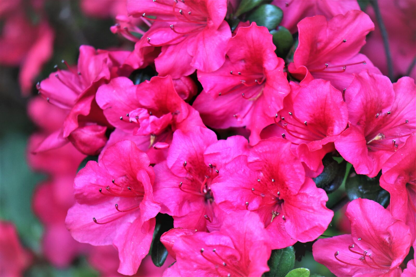 Canon EOS M6 sample photo. Rhododendron, flower, petals photography
