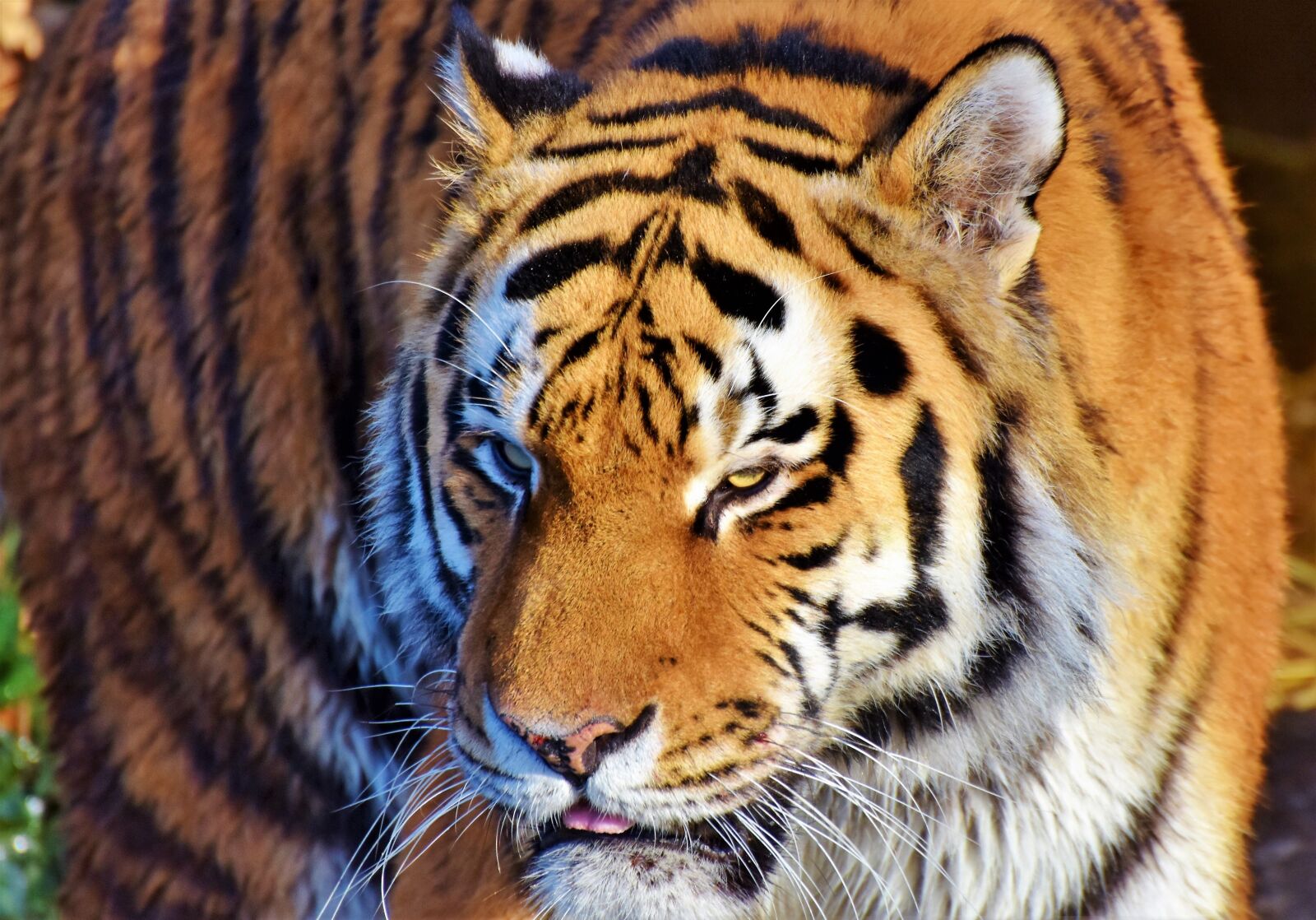 Nikon D7200 sample photo. Tiger, big cat, predator photography
