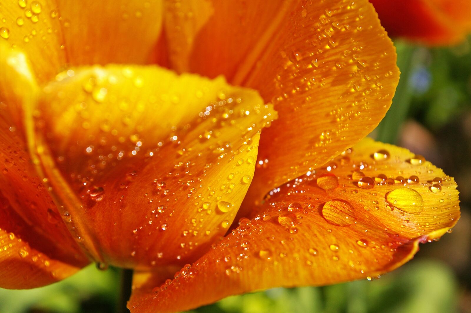 Pentax *ist DL2 sample photo. Yellow tumor, orange tulip photography
