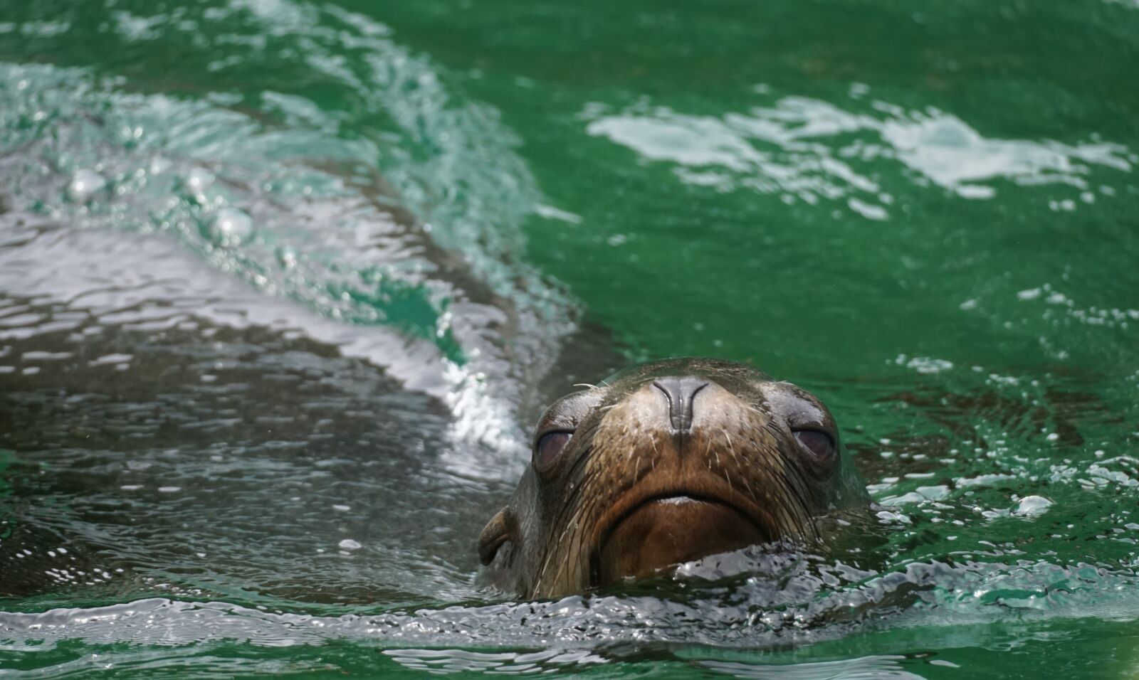 Sony a6000 + Sony E 70-350mm F4.5-6.3 G OSS sample photo. Sea lion, seal, seerobbe photography