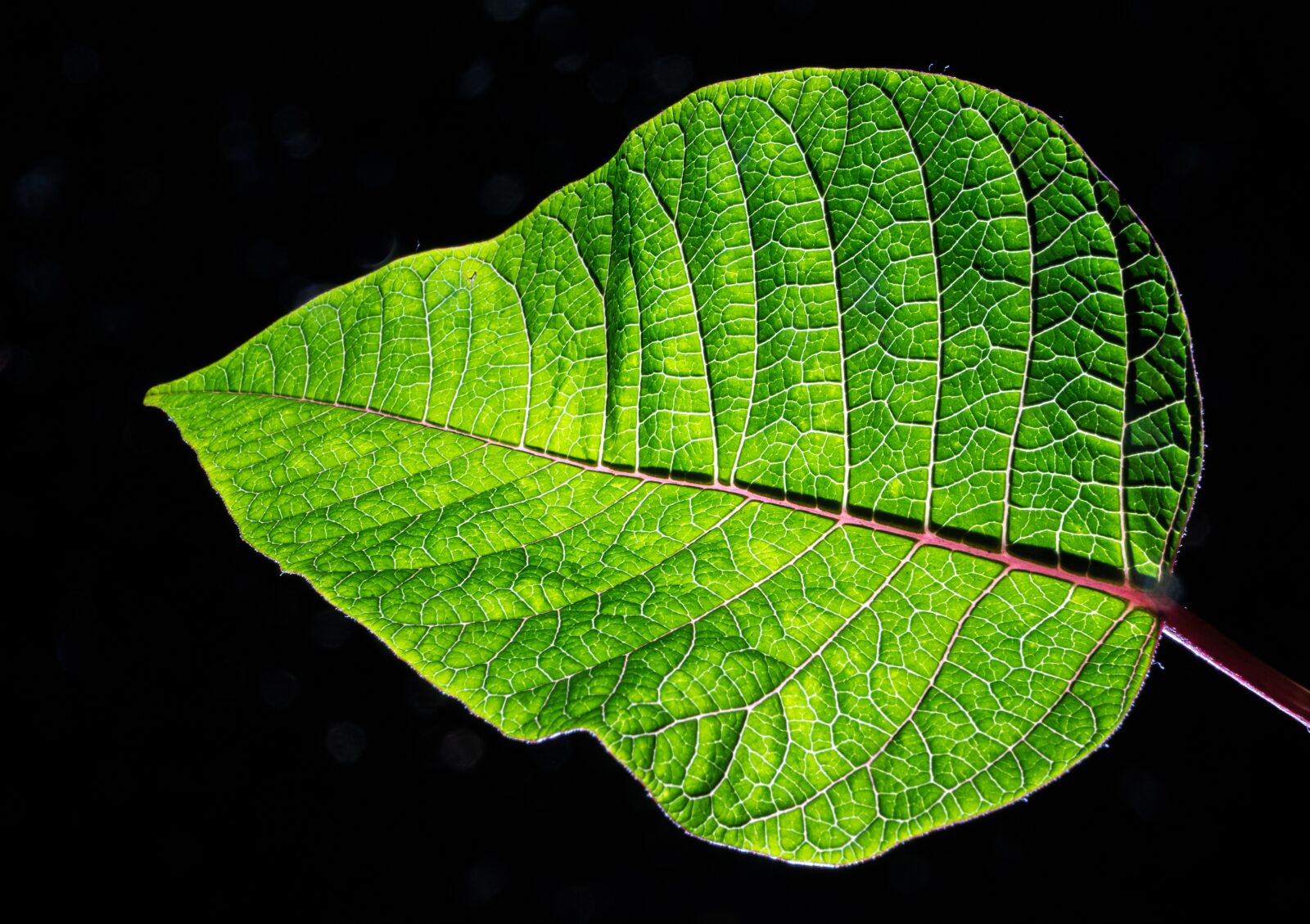 Sony DT 16-50mm F2.8 SSM sample photo. Green, leaf, plant photography