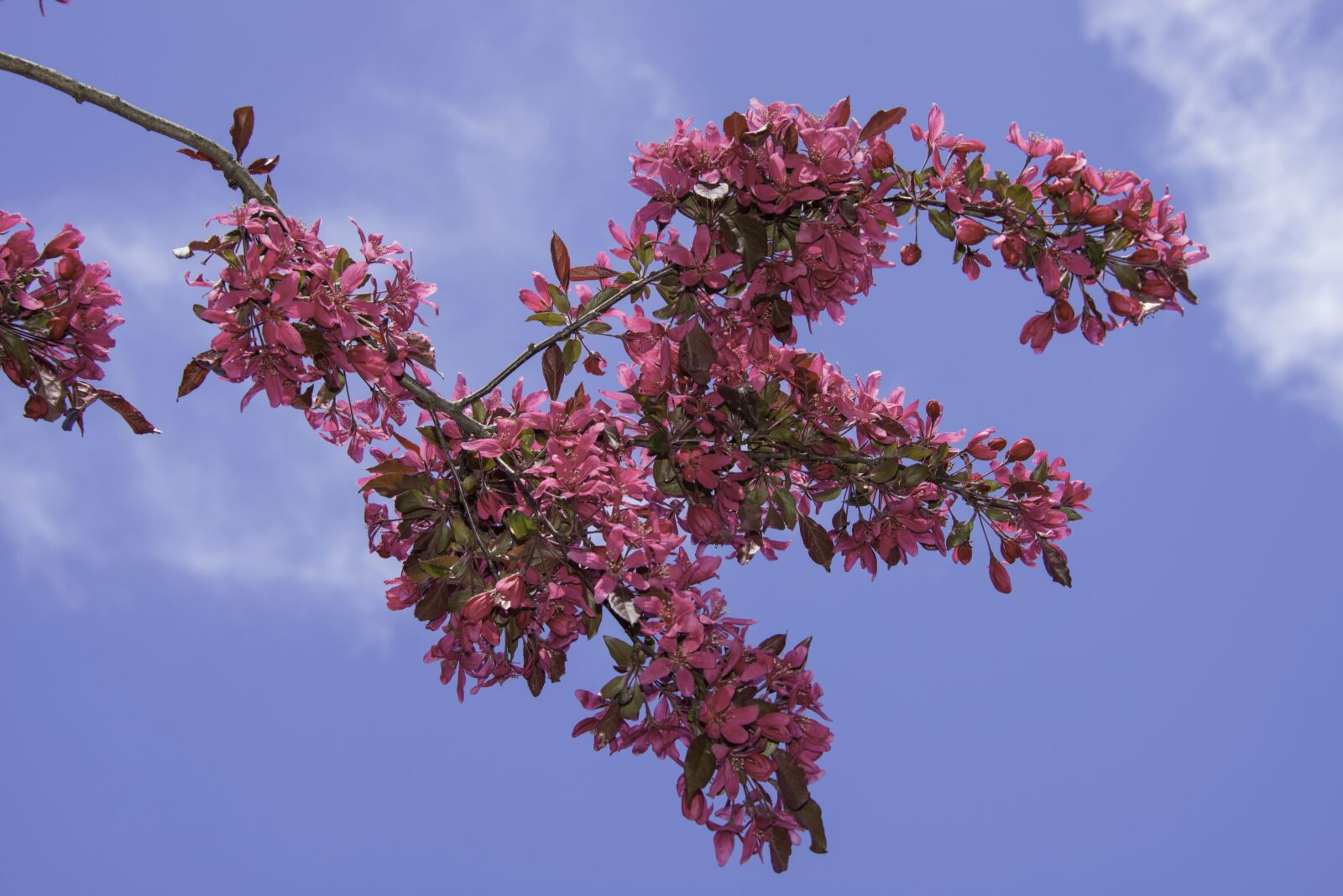 Nikon D800 sample photo. Spring, colors, flowers photography