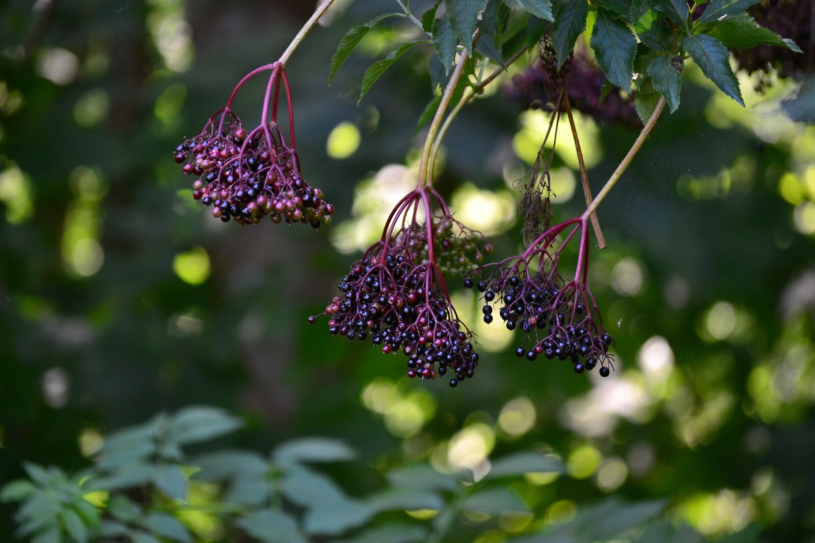 Nikon D3100 sample photo. Plant, cluster, healthy photography