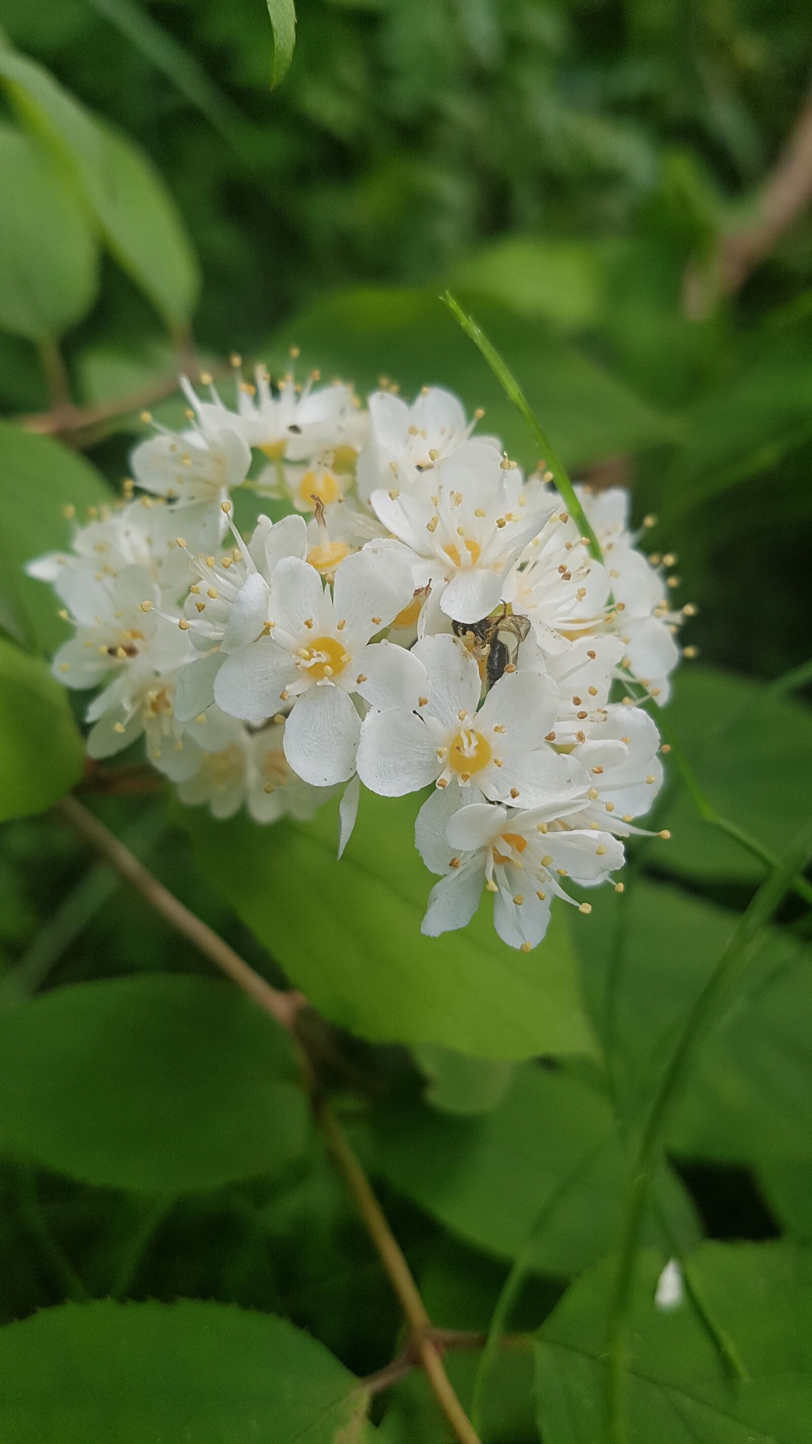Samsung Galaxy S7 sample photo. White flowers, flowers, spring photography