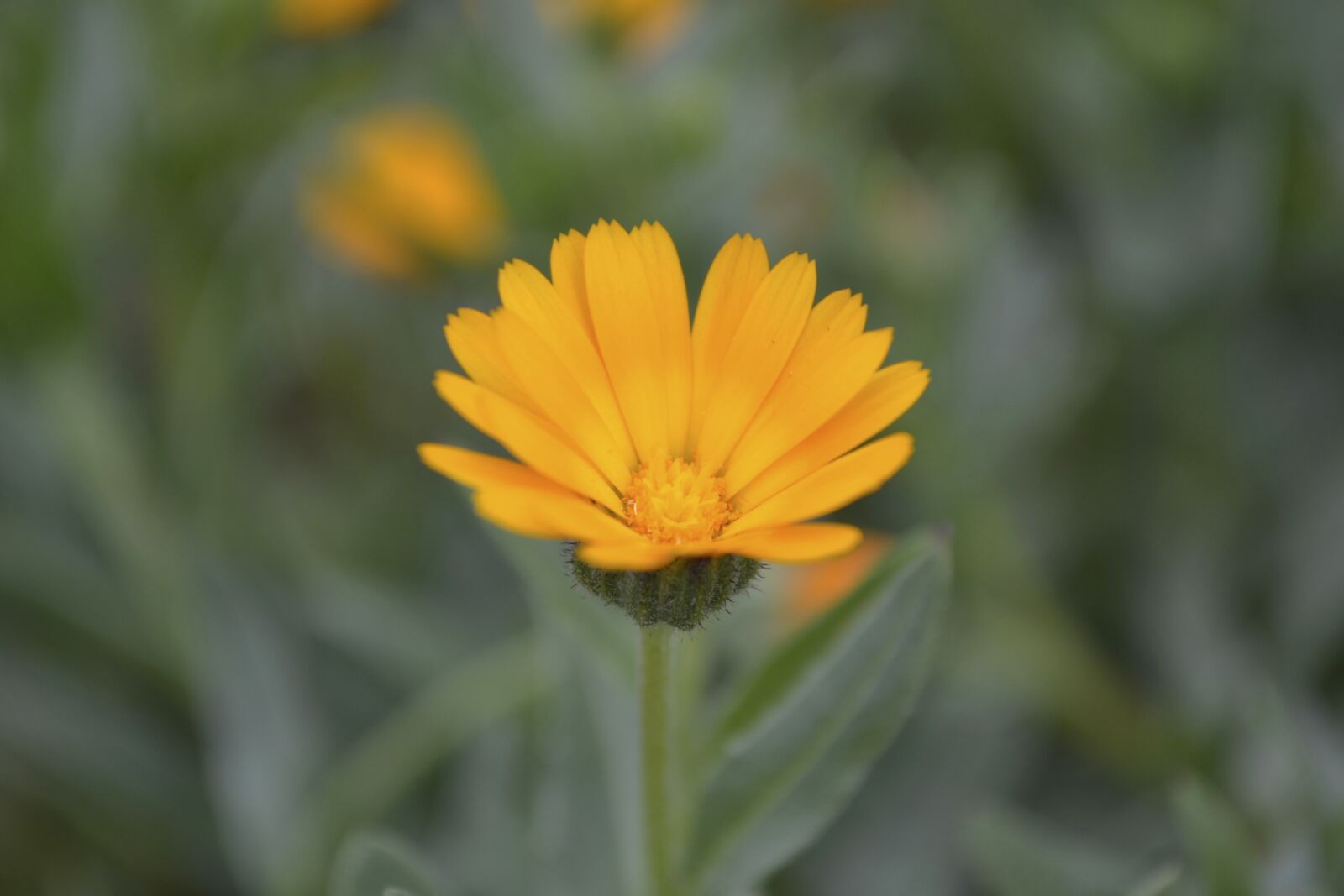Nikon D3100 sample photo. Flowers, yellow, one flower photography