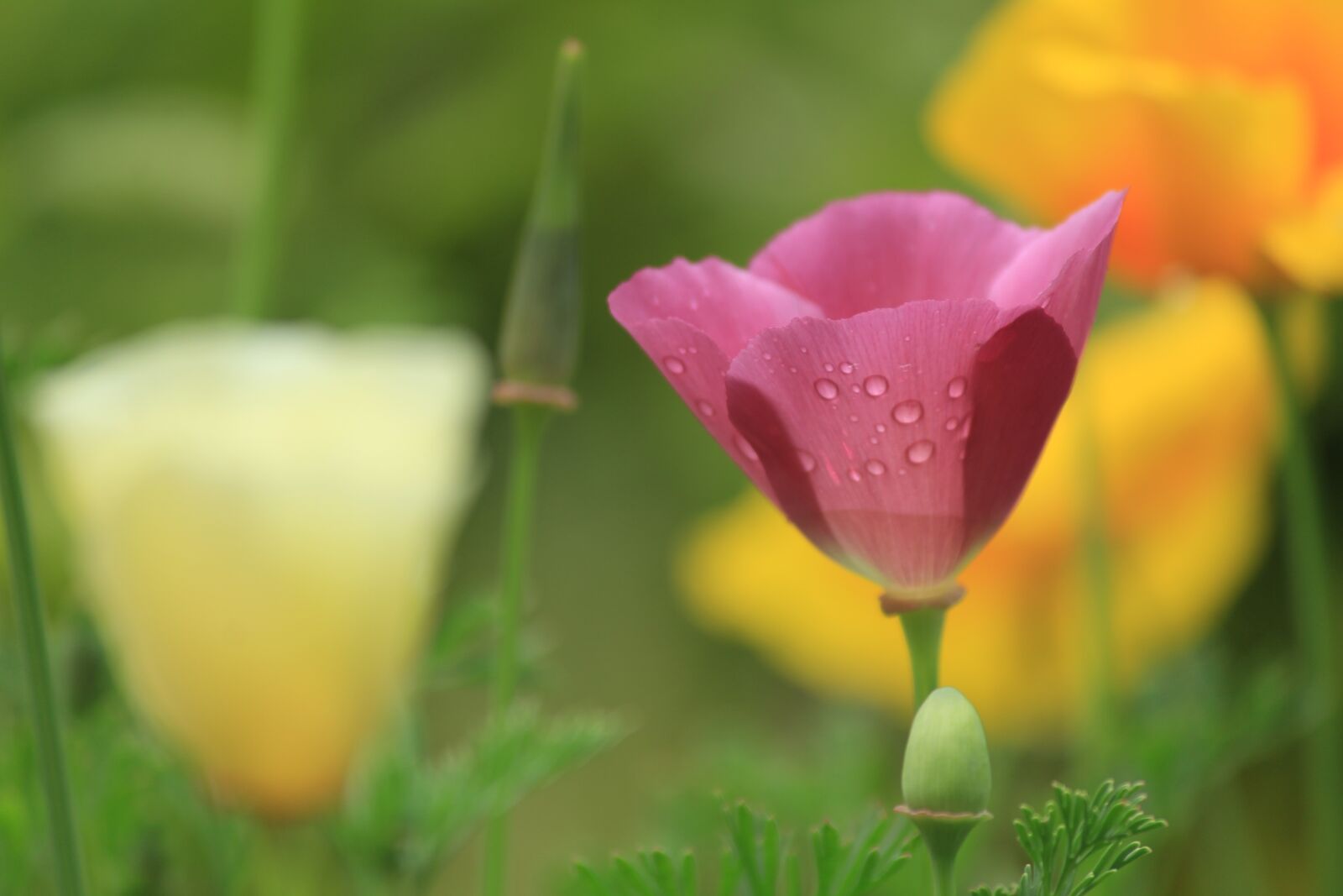 Canon EOS 1200D (EOS Rebel T5 / EOS Kiss X70 / EOS Hi) sample photo. Flower, dew drops, dew photography