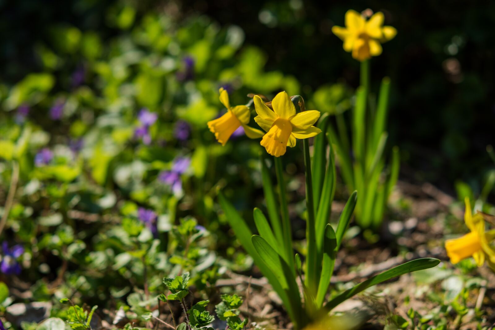 Nikon D7200 sample photo. Daffodils, flower, yellow photography