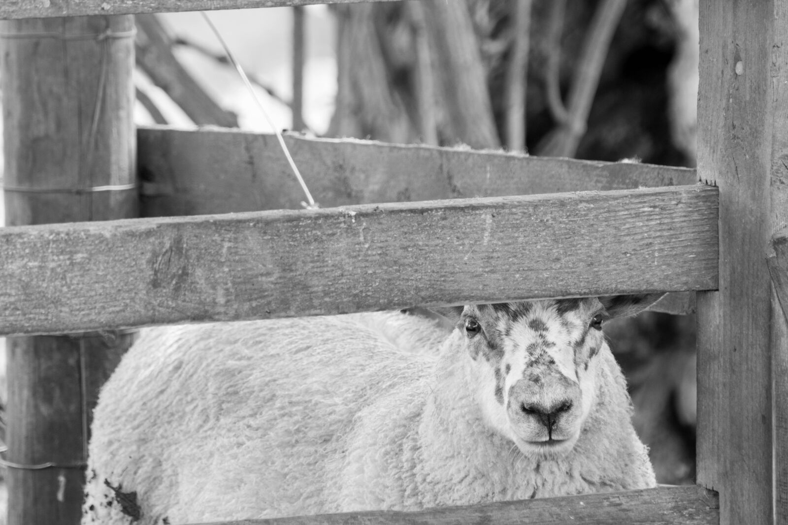 Nikon D7100 sample photo. Sheep, black white, fence photography