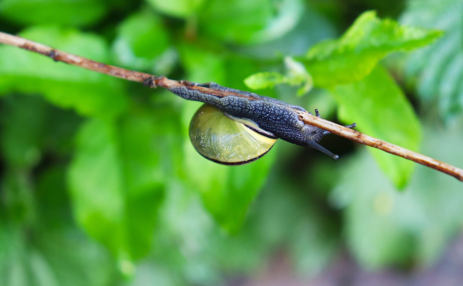 Canon EOS 77D (EOS 9000D / EOS 770D) sample photo. Snail, bright, nature photography
