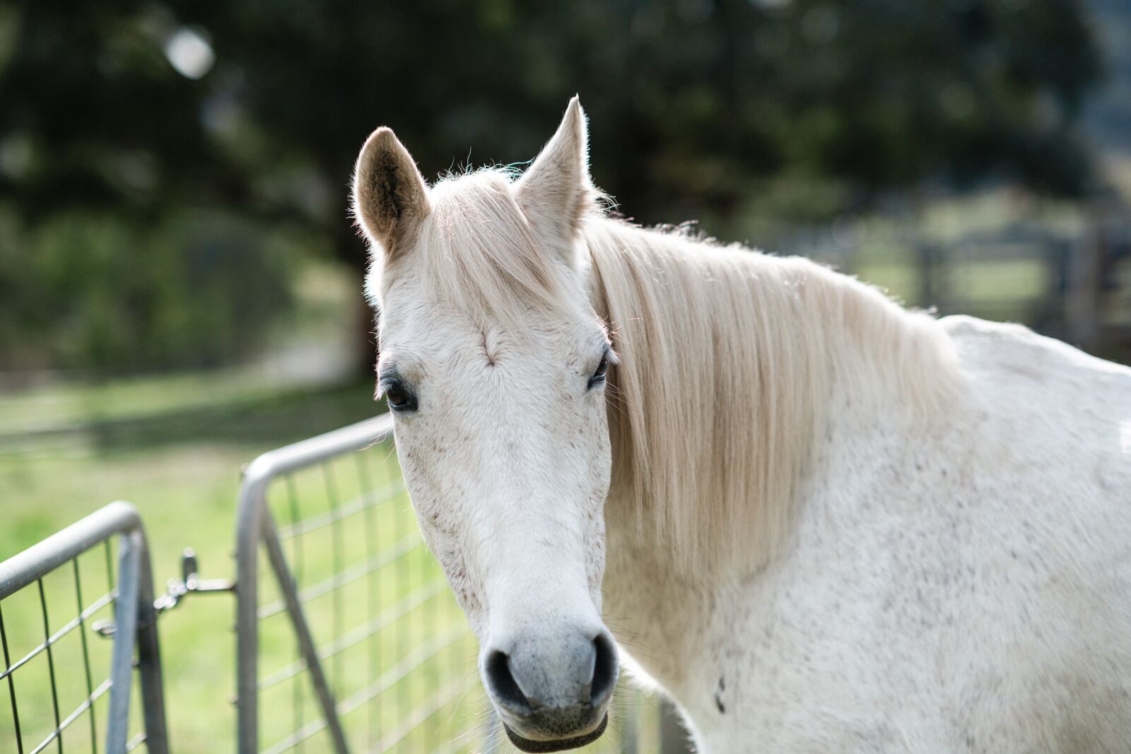 Nikon D850 sample photo. Horse, pony, australian pony photography