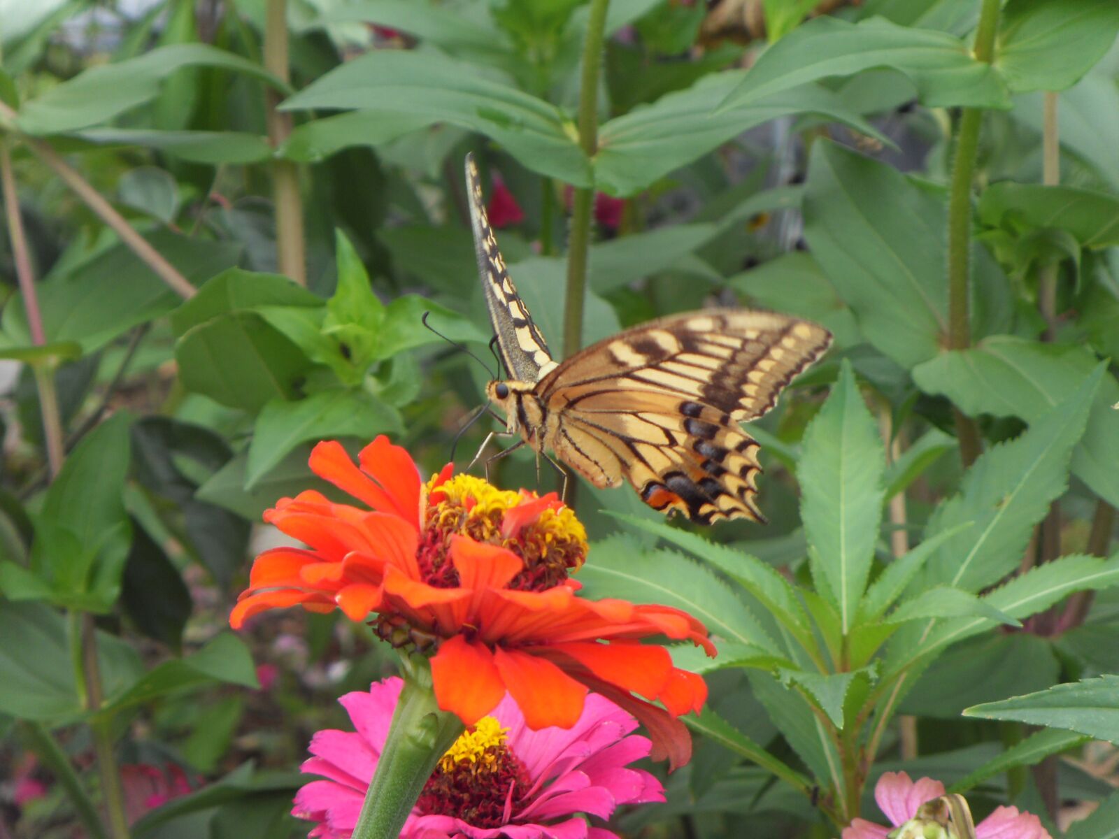 Samsung I8,  VLUU I8 sample photo. Butterflies, nature, insects photography