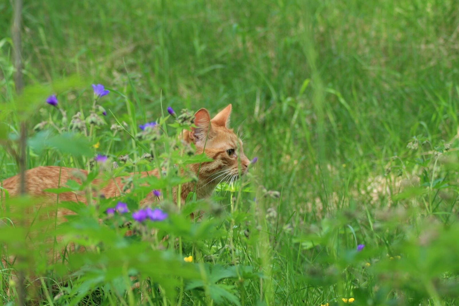 Canon EOS 30D sample photo. Summer, cat, nature photography