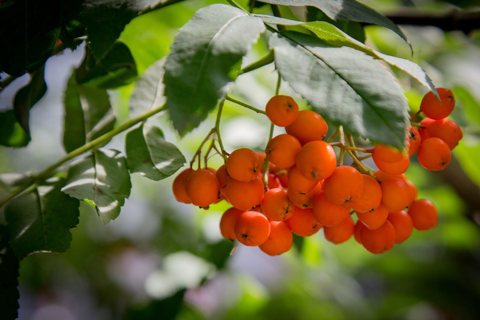 Canon EOS 6D + Canon EF 24-105mm F4L IS USM sample photo. Rowan, branch, berry photography