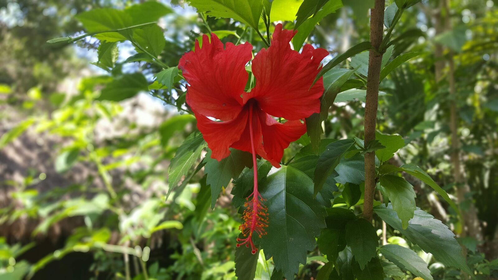 Samsung Galaxy Note5 sample photo. Hibiscus, flower, bloom photography