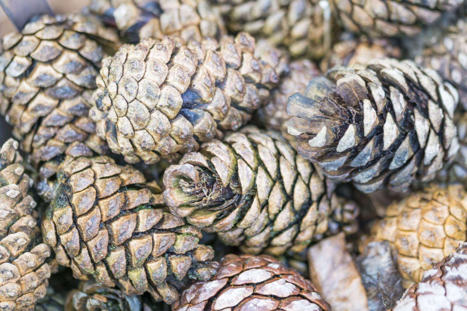 Nikon D5200 sample photo. Pine cones, tree, pine photography
