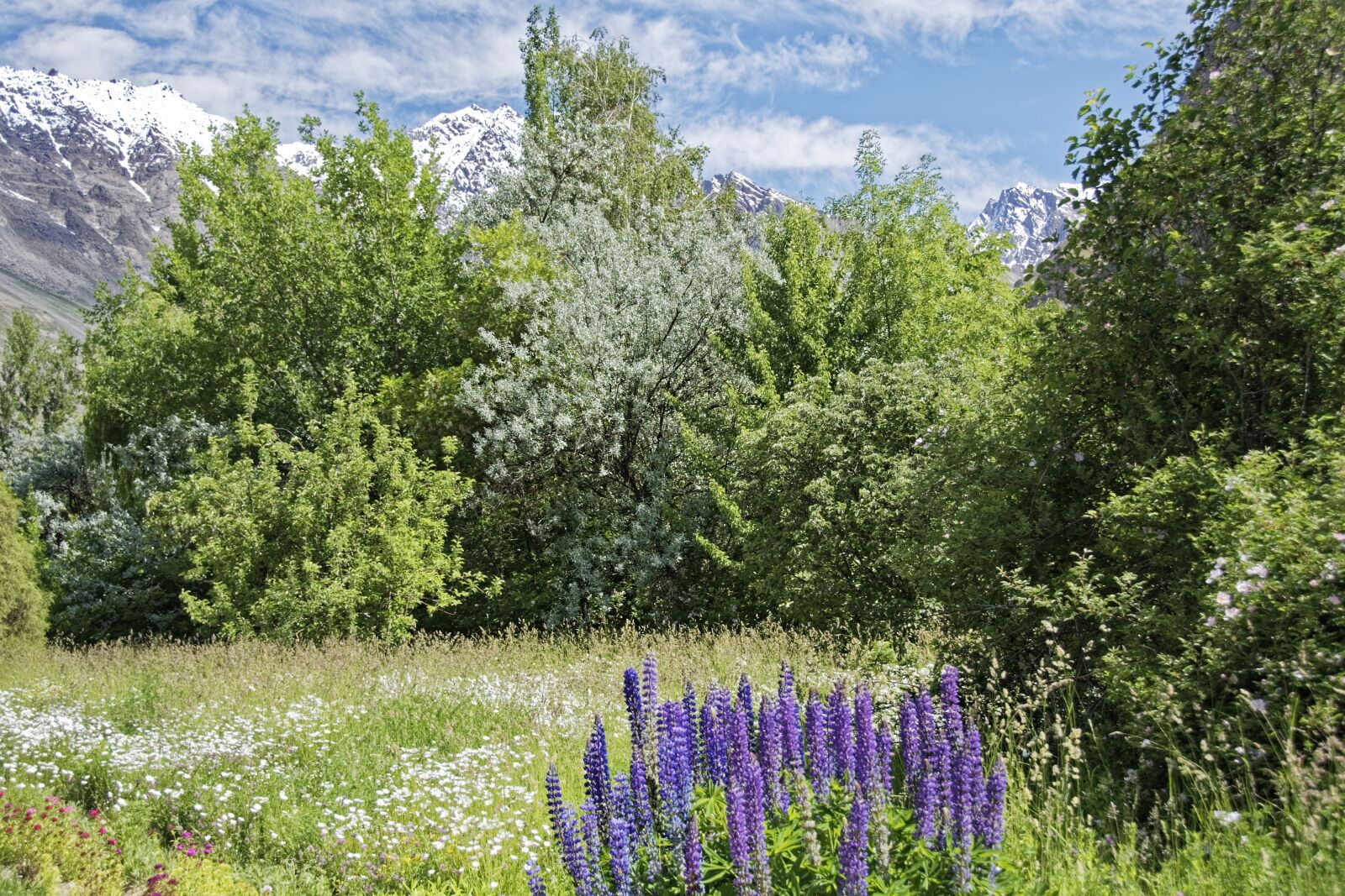 Nikon D500 sample photo. Tajikistan, khorugh, botanical garden photography