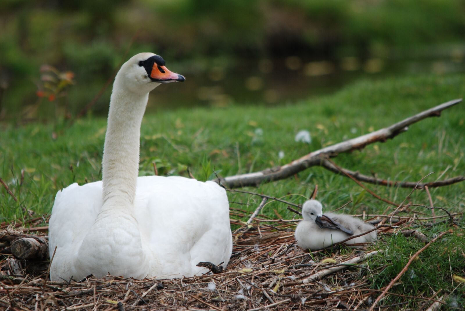 Nikon D80 sample photo. Nature, bird, swan photography