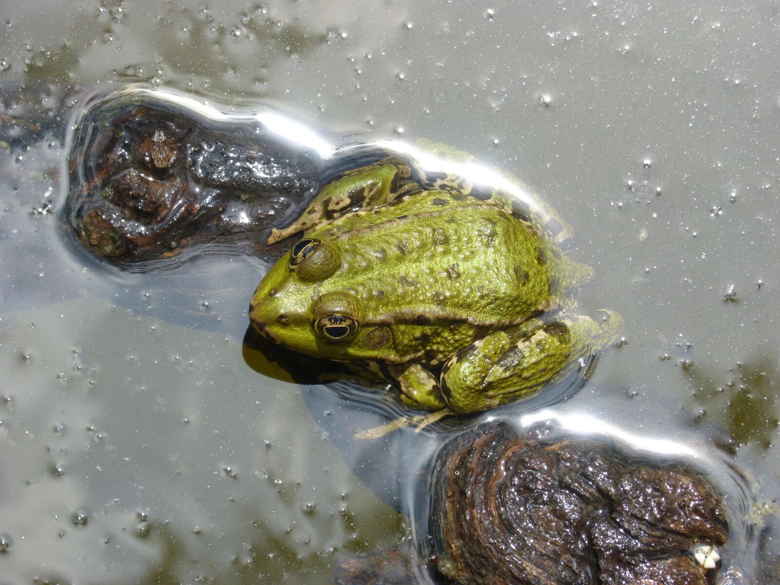 Panasonic DMC-FZ62 sample photo. Frog, batrachian, pond photography