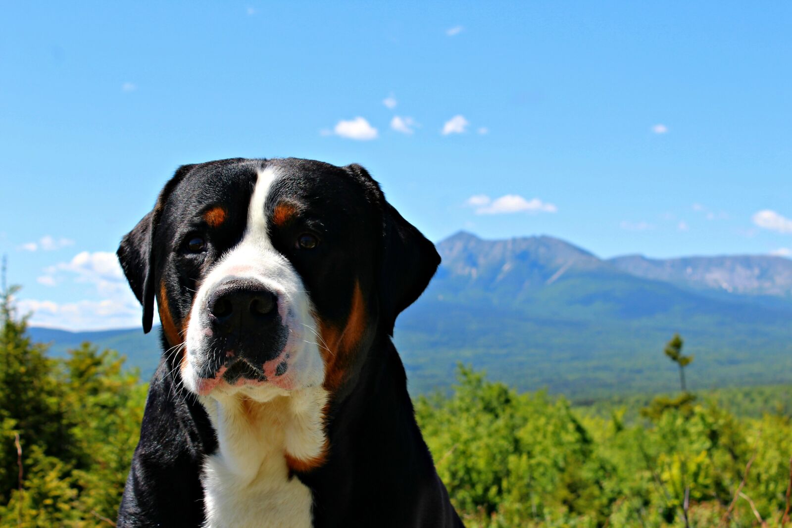 Canon EOS 1200D (EOS Rebel T5 / EOS Kiss X70 / EOS Hi) sample photo. Greater swiss mountain dog photography