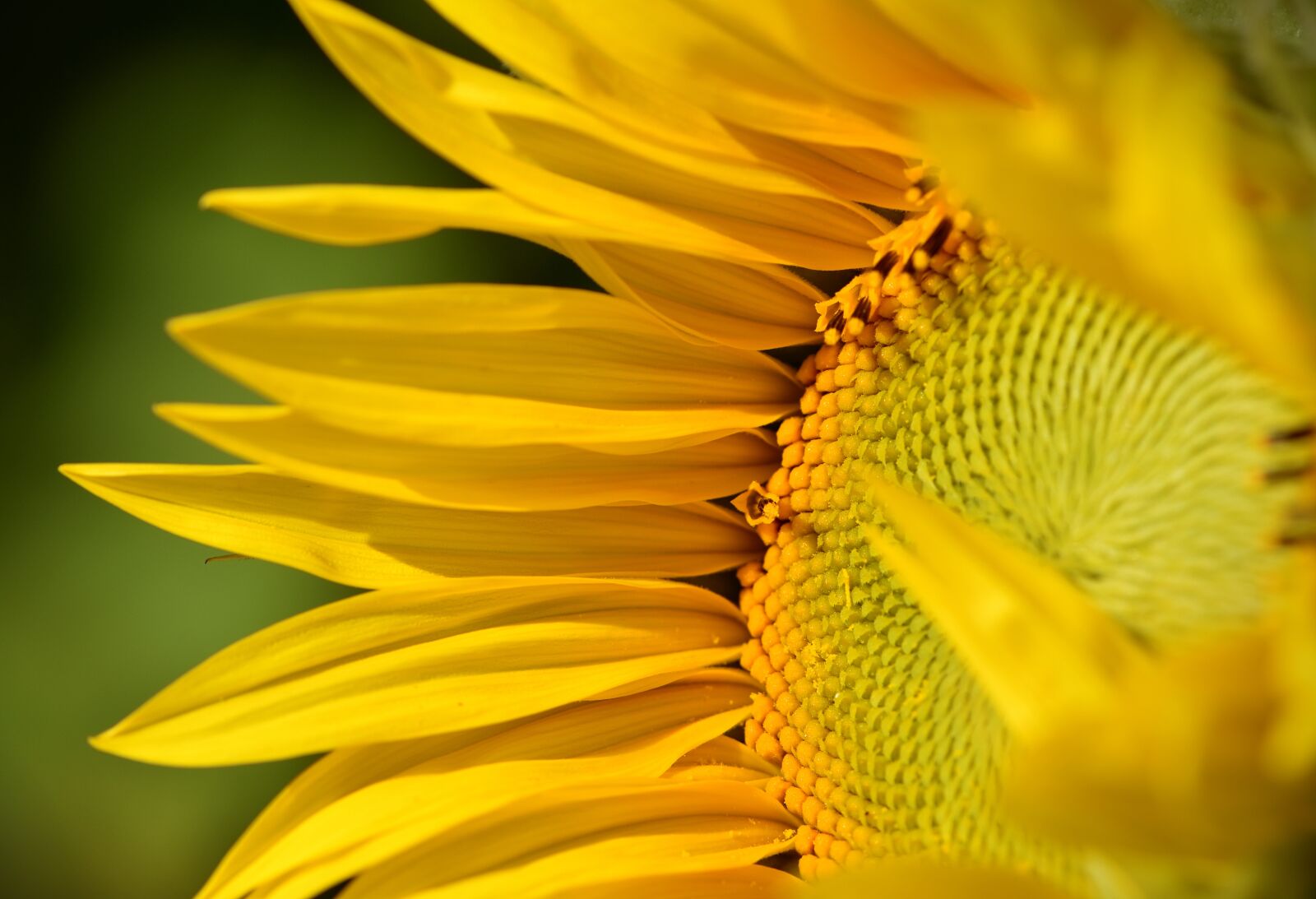 Nikon D5500 sample photo. Sunflower, summer, leaf photography