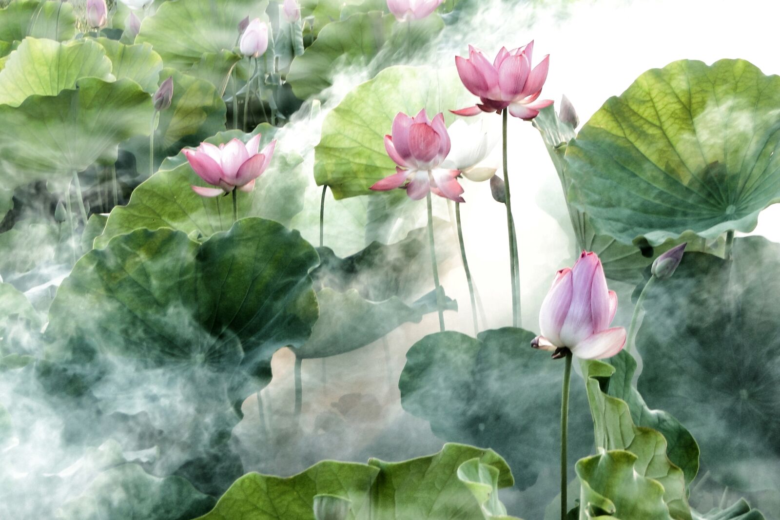 Sony Cyber-shot DSC-HX1 sample photo. Flower, lotus, summer photography
