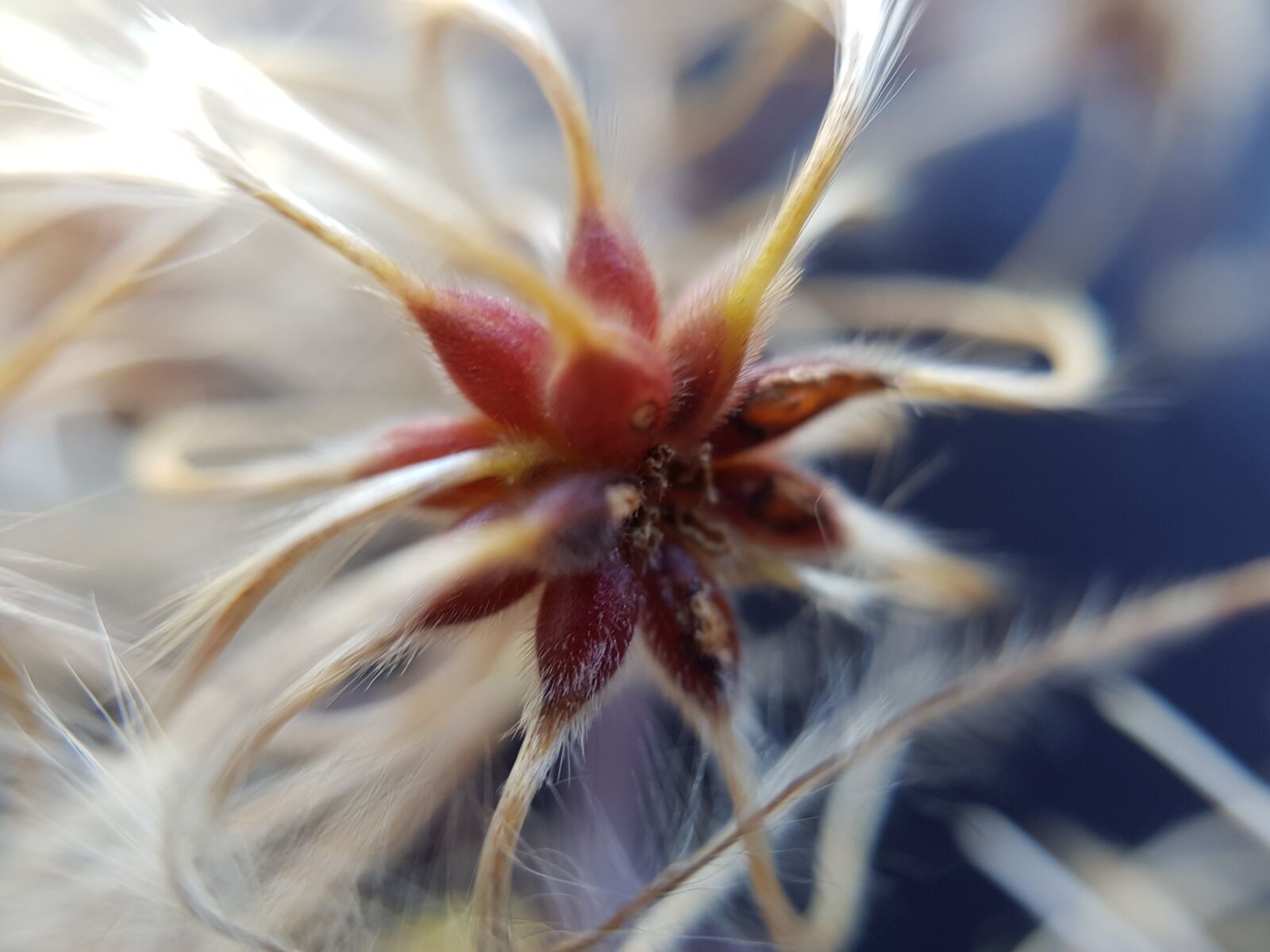 Samsung Galaxy S8 sample photo. Flower, nature, plant photography