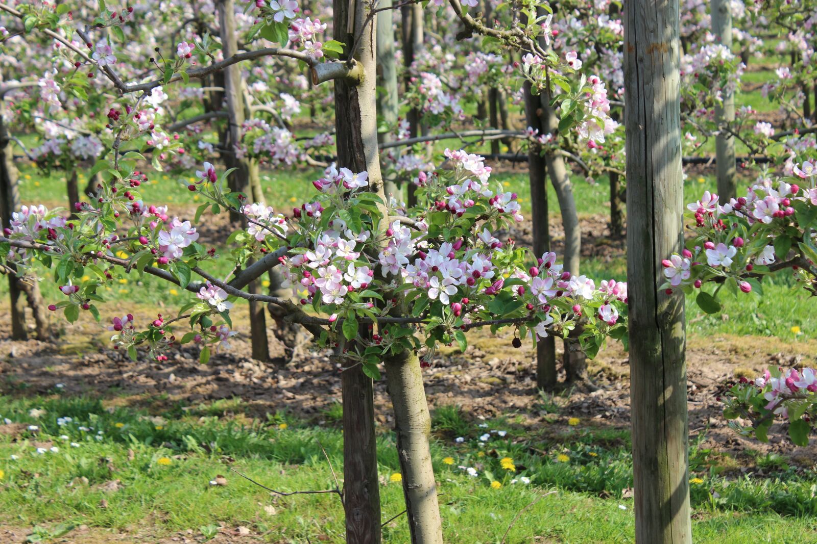 Canon EOS 600D (Rebel EOS T3i / EOS Kiss X5) sample photo. Apple blossom, orchard, trees photography