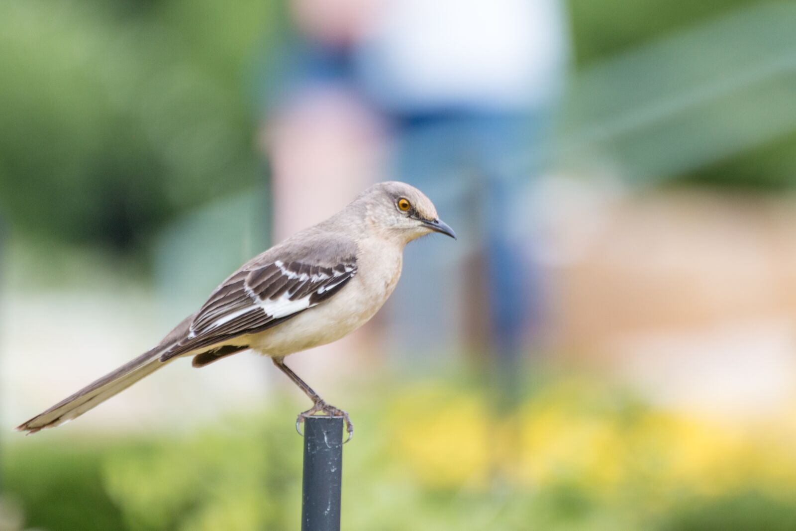 Canon EOS 70D sample photo. Bird, nature, animal photography