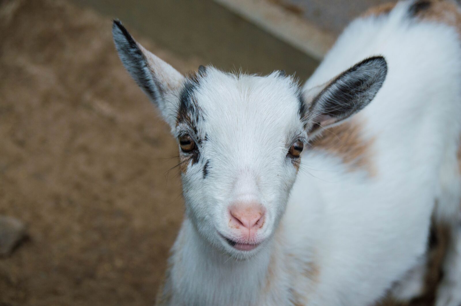 Nikon D3200 sample photo. Goat, cute, animal photography