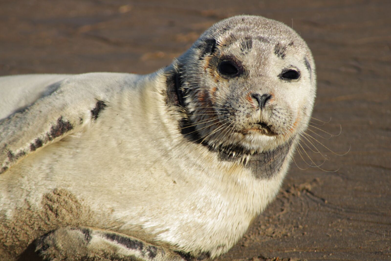 Canon EOS 2000D (EOS Rebel T7 / EOS Kiss X90 / EOS 1500D) sample photo. Seal, gray seal, crawling photography