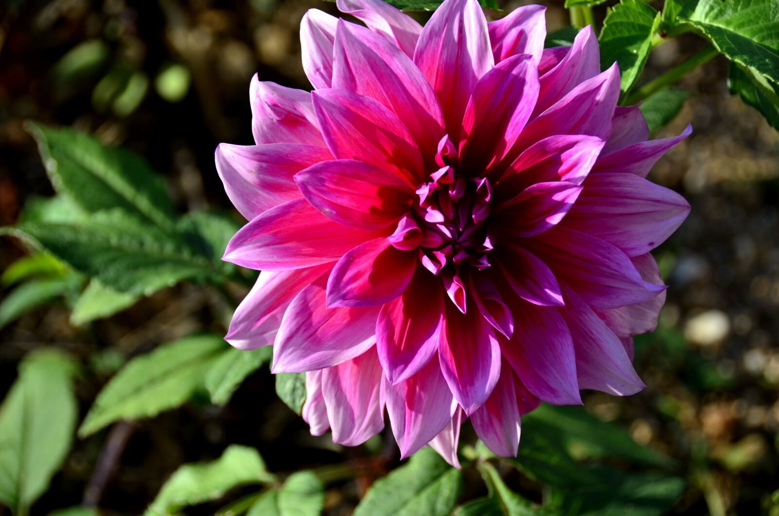 Nikon D5100 sample photo. Nature, flower, plant photography