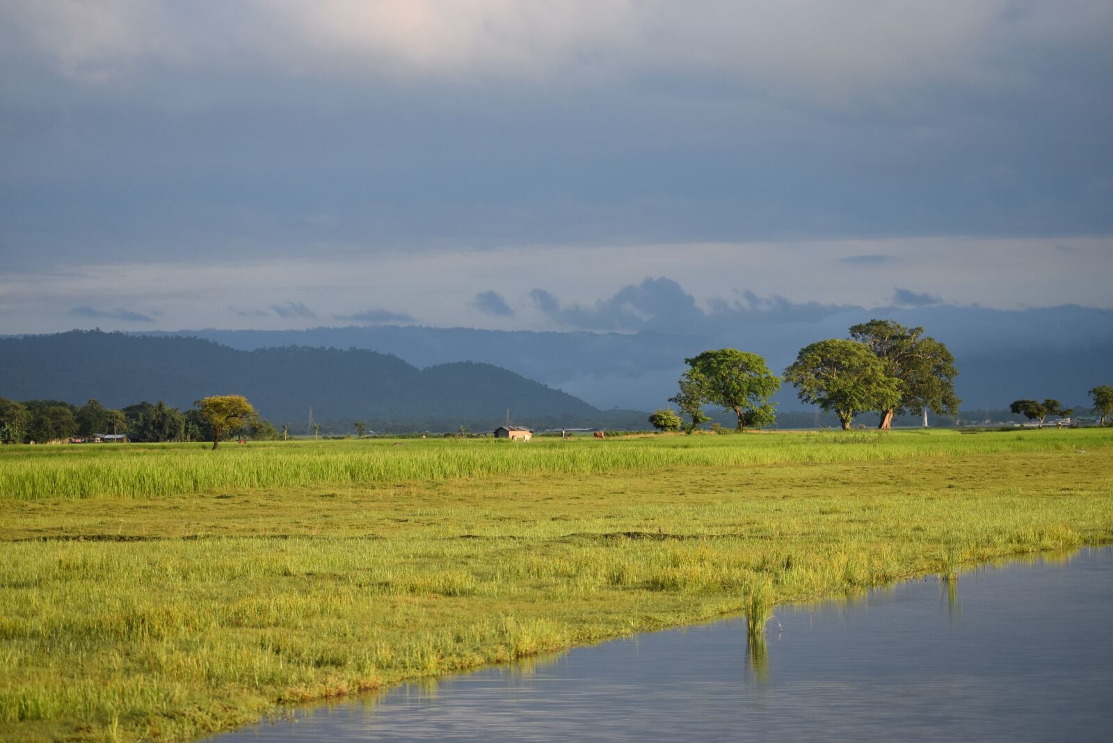 Nikon D5600 sample photo. Stream, brook, fields photography