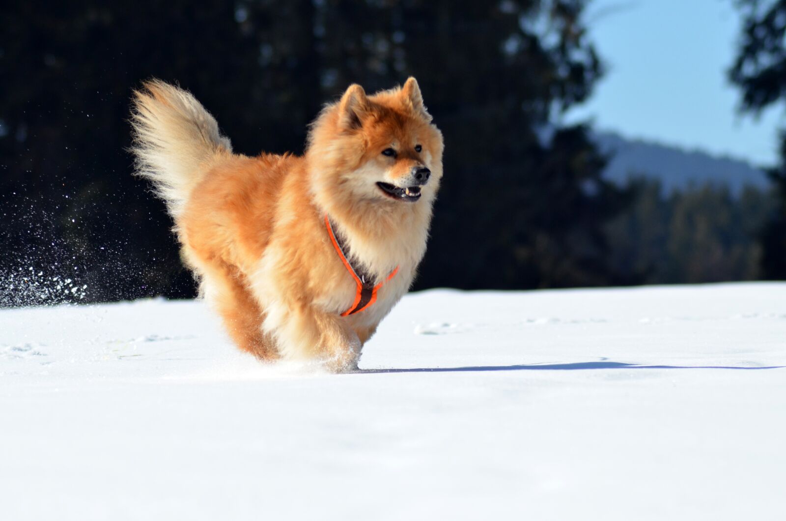 Nikon D5100 sample photo. Eurasians, dog, pet photography