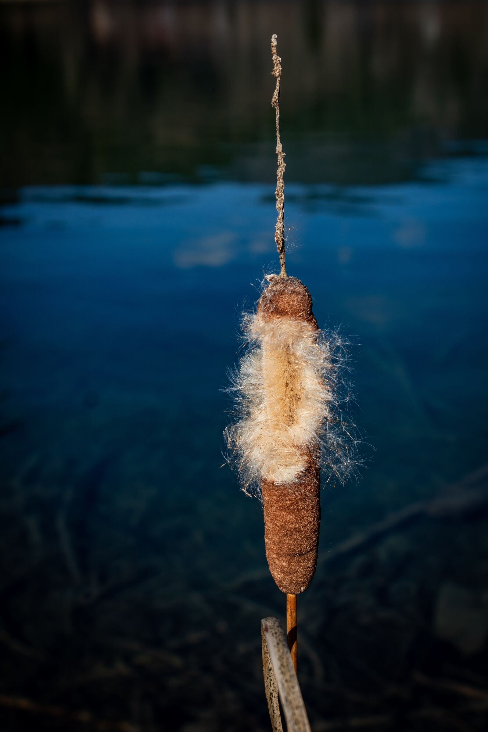 Canon EOS 1300D (EOS Rebel T6 / EOS Kiss X80) sample photo. Cattail, typha latifolia, plant photography