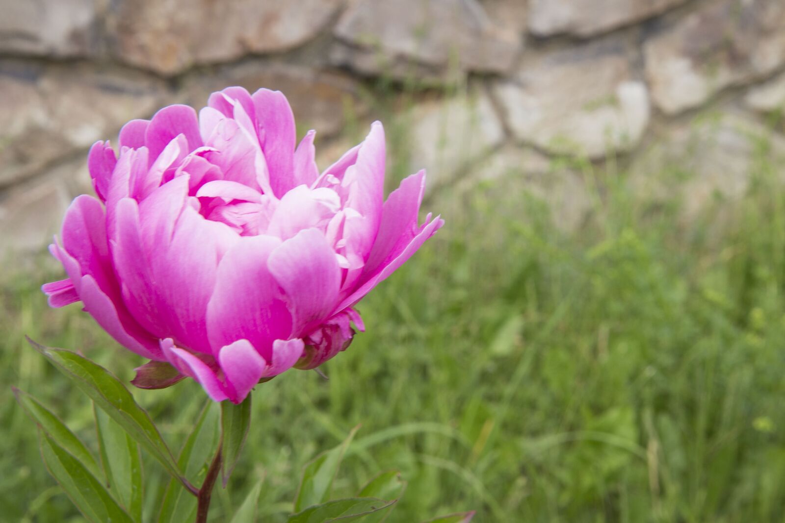 Canon EOS 700D (EOS Rebel T5i / EOS Kiss X7i) sample photo. Peony, summer, flower photography