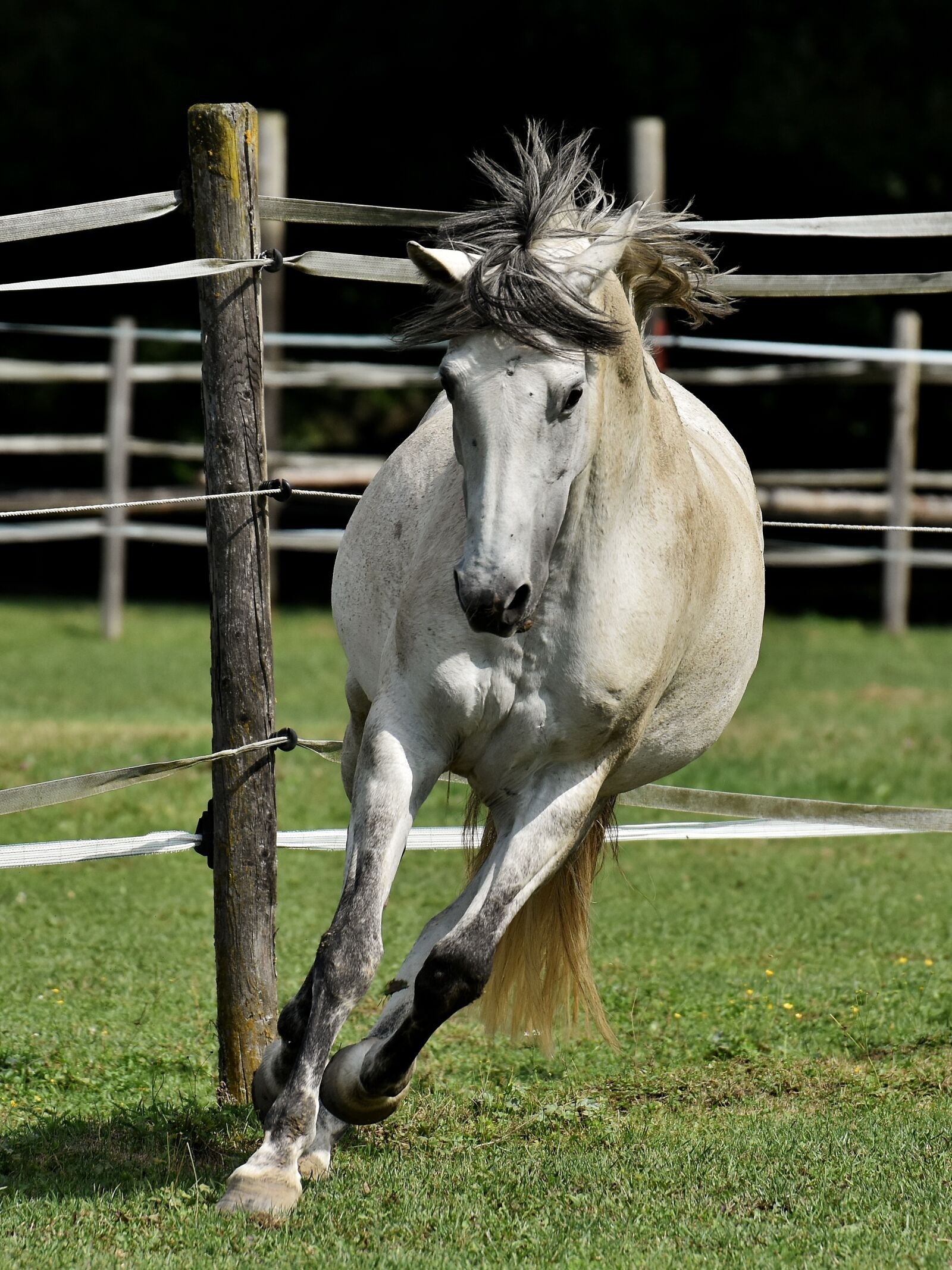 Nikon D7200 sample photo. Mold, horse, love for photography