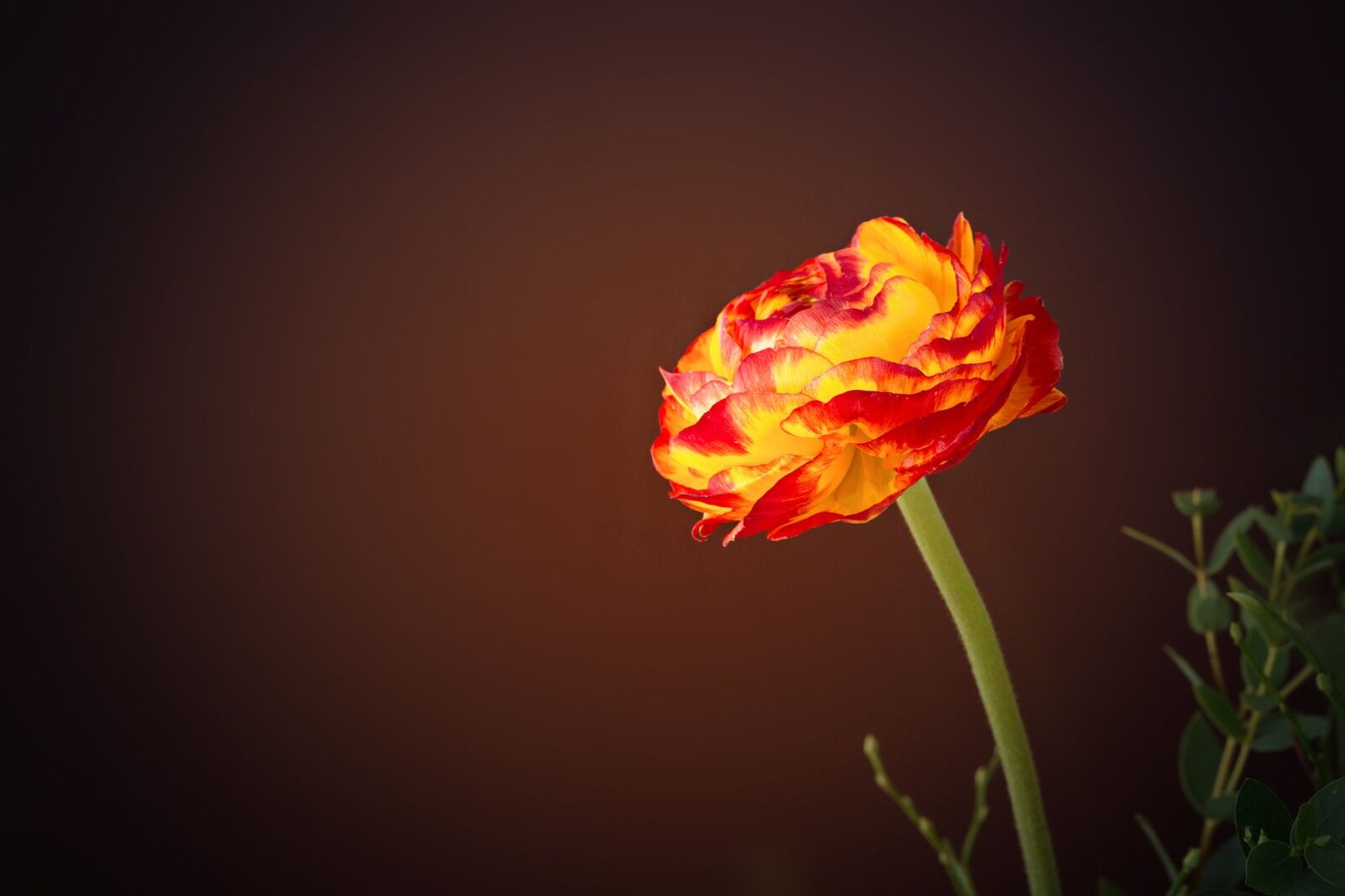 Nikon D7100 sample photo. Ranunculus, flower, yellow orange photography