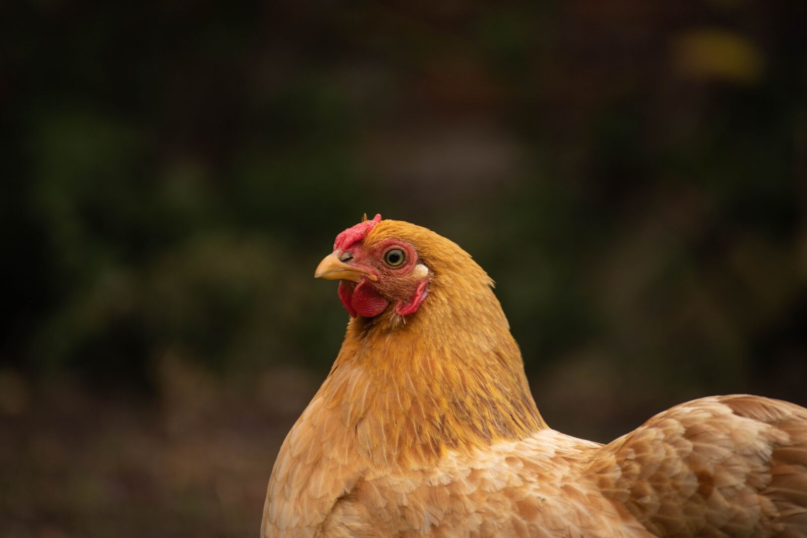 Canon EOS 6D Mark II sample photo. Chicken, garden, farm photography