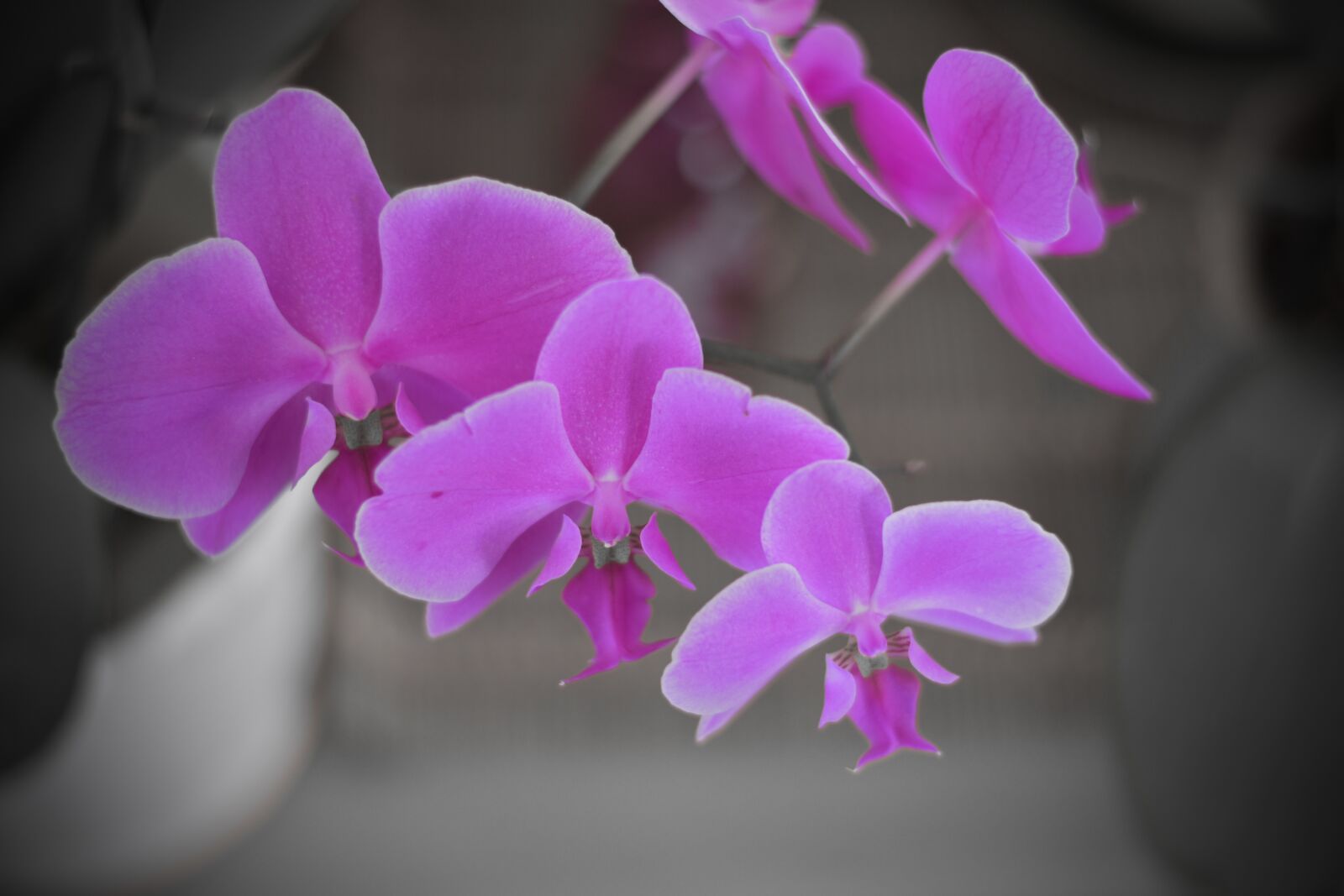 Nikon D5500 sample photo. Flower, flora, nature photography