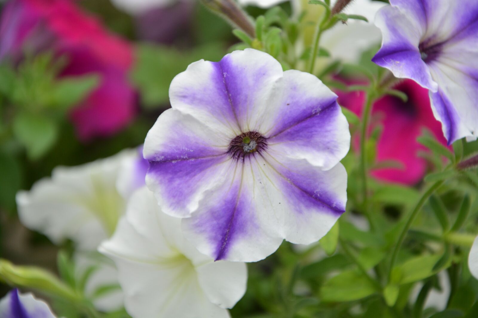 Nikon D5200 sample photo. Flower, flowers, massif photography