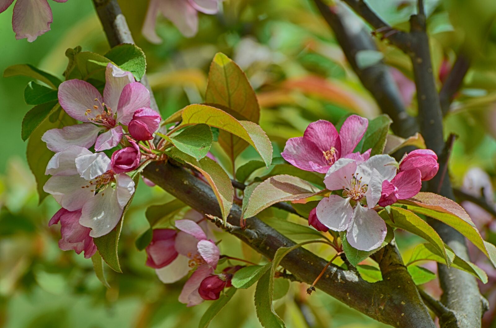 Nikon D7000 sample photo. Flowers blooming, apple flowers photography