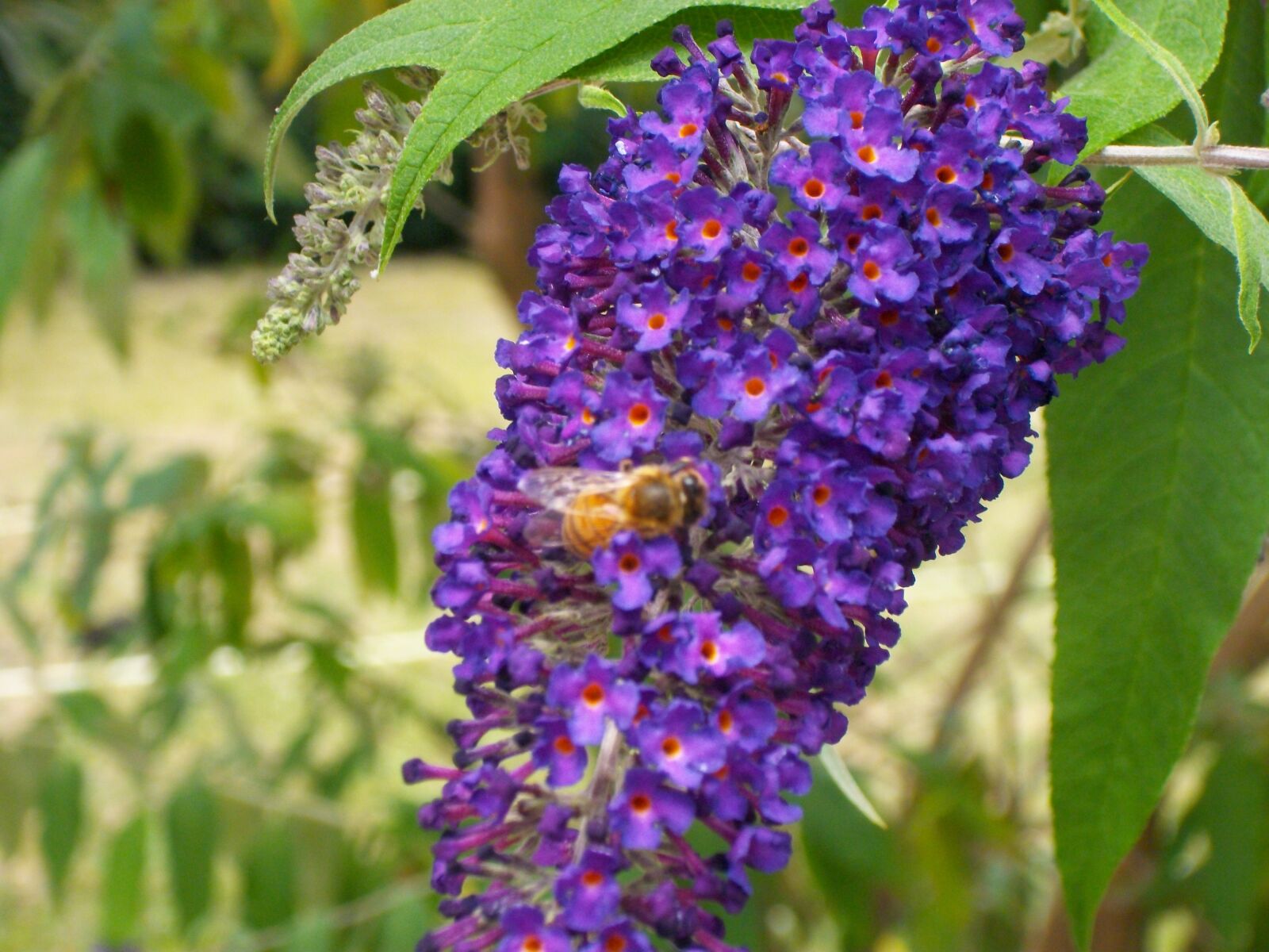 Pentax Optio M85 sample photo. Bee, flower, tree-butterfly photography
