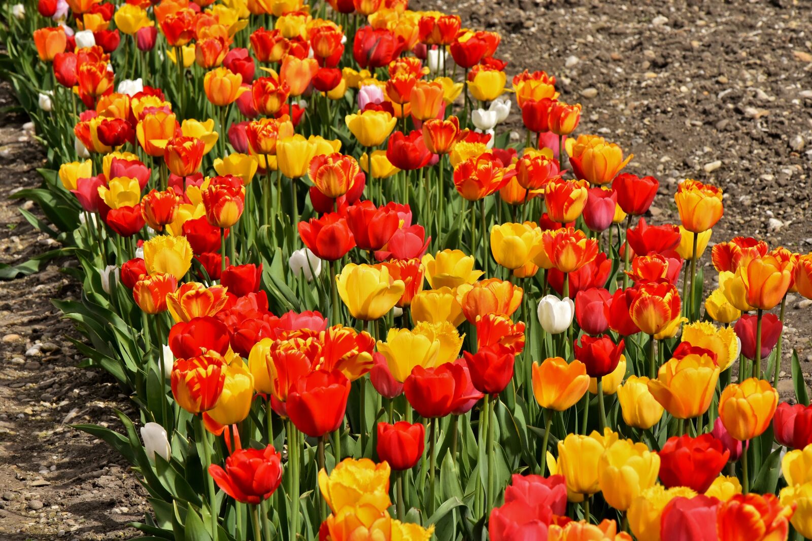 Nikon D7200 sample photo. Tulips, flowers, colorful photography