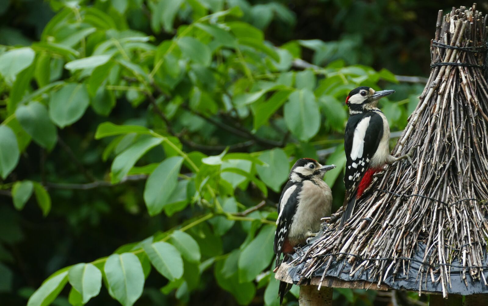Panasonic Lumix DMC-FZ1000 sample photo. Spotted woodpecker, woodpecker, a photography