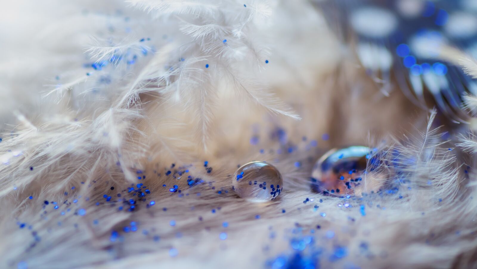 Nikon D7000 sample photo. Feathers, blue, white photography