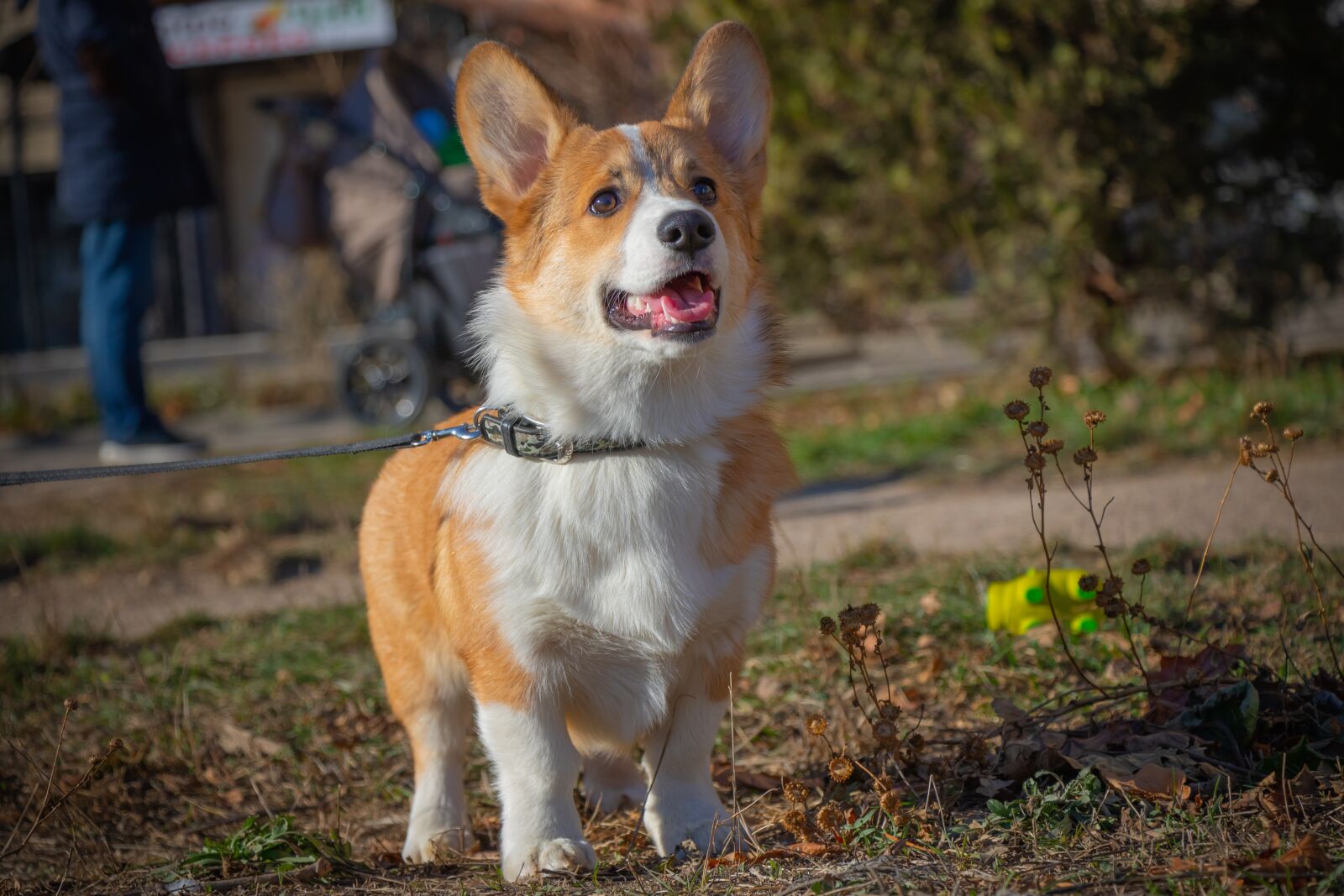 Canon EOS 7D Mark II sample photo. Corgi, welsh corgi pembroke photography