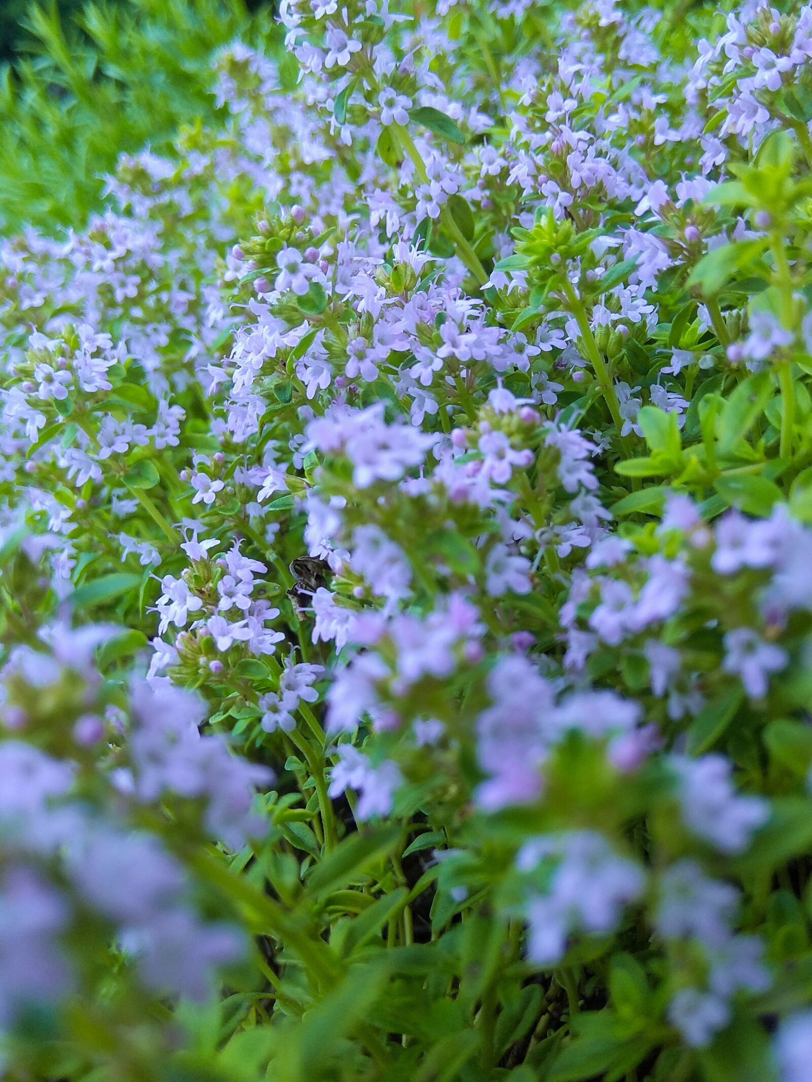 Xiaomi Redmi Note 4 sample photo. Flower, garden, nature photography